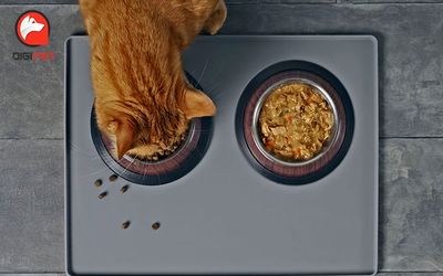 تفاوت کنسرو گربه و غذای خشک گربه | خرید غذای خشک مفید در Digipet