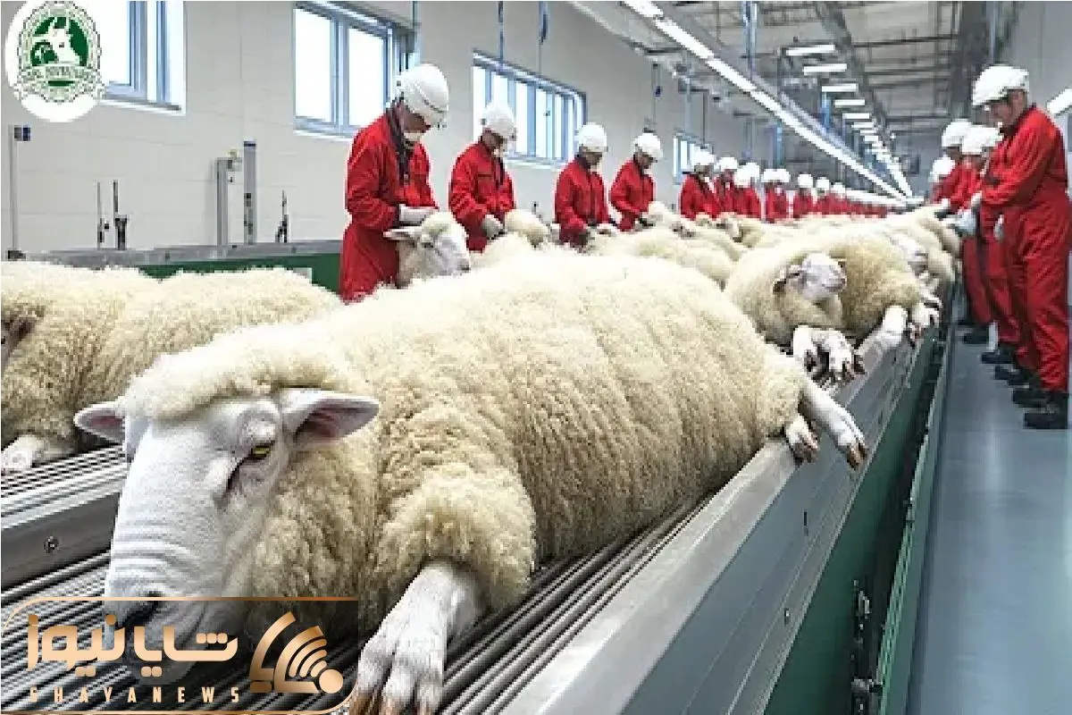 فرآوری پشم؛ گوسفندهایی که زندگیشون به تار و پود پرزرقوبرق تبدیل میشه فرآوری پشم؛ گوسفندهایی که زندگیشون به تار و پود پرزرقوبرق تبدیل میشه