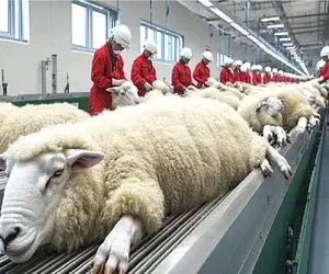  فرآوری پشم؛ گوسفندهایی که زندگی‌شون به تار و پود پرزرق‌وبرق تبدیل می‌شه