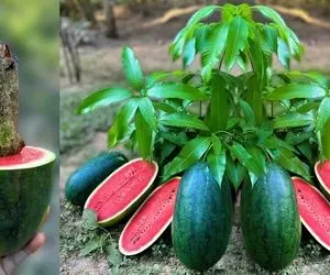 کشاورزی خلاقانه؛ میخواد هندونه بکاره واسه اینکه قوت بگیره قبل کاشت یه تخم مرغ توش زد