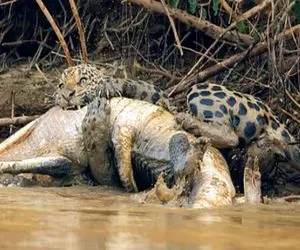 نارام زیان؛ پلنگ کفتار صفت بعد یه کشتی حسابی با تمساح شریر وسط برکه ببلعیدش