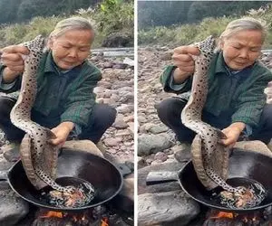 غذای چندش؛ پیرزنه پیتون غول و از رودخونه گرفت شکمشو خالی و اسلایس شده سرخش کرد