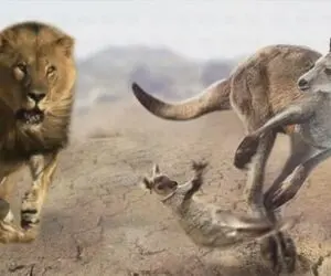 مستند حیات وحش؛ شیر گرسنه؛ کانگورو مشت زن