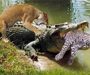 شاهکار حیات وحش؛ تمساح سفاک پلنگ مسلول و بلعید شیر ددمنش ادعای سهم خواهی کرد