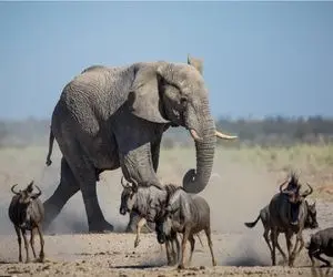 جذابیت حیات وحش / کل یالدار رفت رو اعصاب فیل غول شل و پل شد