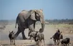 جذابیت حیات وحش / کل یالدار رفت رو اعصاب فیل غول شل و پل شد