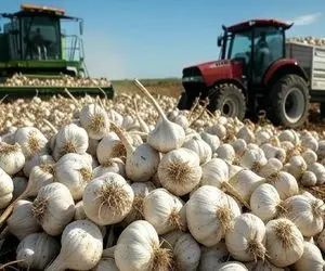 مستند کشاورزی؛ چگونه میلیون ها تن سیر برای فروش میلیارد دلاری رشد کرده و پردازش میشود