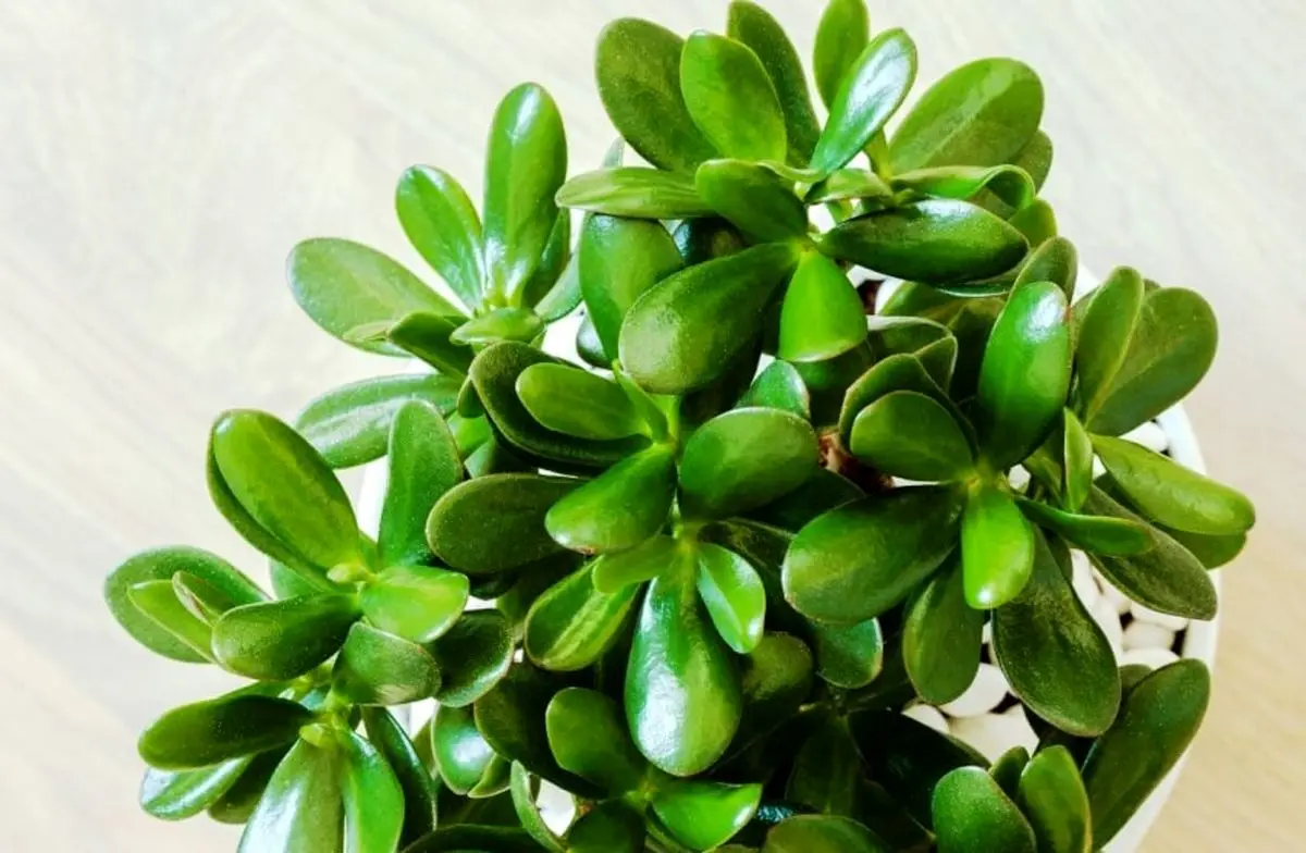 jade-plant-money-tree