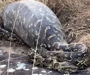 جذابیت حیات وحش؛ پیتون غول یه فیل قلمبه بلعید از بس سنگین بود سوء هاضمه گرفت