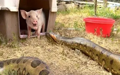 جذابیت های حیات وحش؛ پیتون غول خزید تو لونه خوک صورتی رو بلعید شکمش قلمبه شد