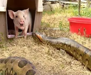 جذابیت های حیات وحش؛ پیتون غول خزید تو لونه خوک صورتی رو بلعید شکمش قلمبه شد