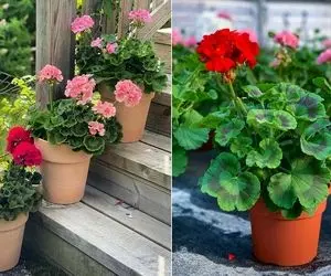 چه خاکی برای شمعدانی مناسبِ؟ یه گل  خوشگل و نوستالژی به یاد قدیم ندیما