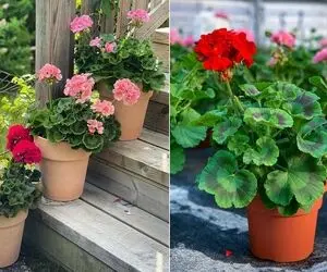 چه خاکی برای شمعدانی مناسبِ؟ یه گل  خوشگل و نوستالژی به یاد قدیم ندیما