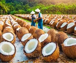 کشاورزی نوین؛ با تجهیزات نوین نارگیل کاشتن قد لاستیک تراکتور پودرش میکنن بشه شامپو