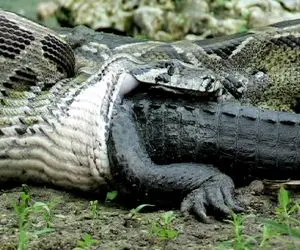 از جذابیت‌های حیات وحش؛ تمساح با سر رفت تو دهن پیتون کله خر تا از درون بکشتش