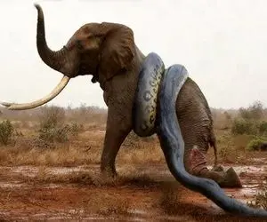 شاهکار حیات وحش؛ پیتون غول ددمنش آروم خزید دور فیل هرکول ببلعه شکمش قلمبه شه