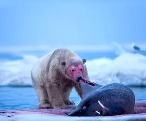 شاهکار حیات وحش؛ خرس قطبی عاشق خون فوک هارو شرحه شرحه کرد خونشونو نوشید