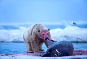 شاهکار حیات وحش؛ خرس قطبی عاشق خون فوک هارو شرحه شرحه کرد خونشونو نوشید