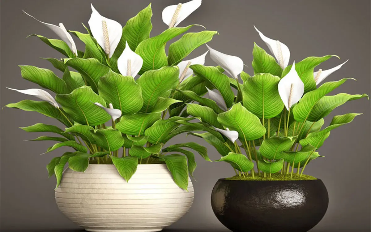 گیاهان مناسب سرویس بهداشتی