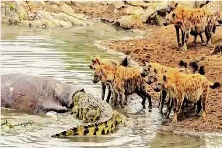 مستند حیات وحش؛ تمساح حریص لاشه اسب آبی را از کفتارها دزدید