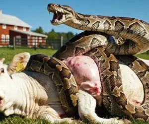 حیات وحش مصنوعی؛ گاو جسور برای نجات جان مادرش از چنگ پیتون غول کمک آور