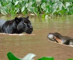 مستند حیات وحش؛ جگوار سیاه تیکه بزرگه مار گذاشت گوشش