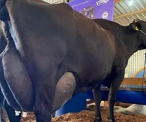 فرآوری گاو؛ بیشترین شیر جهان این گاو تولید می کند ؛ 127 کیلوگرم شیر در یک روز