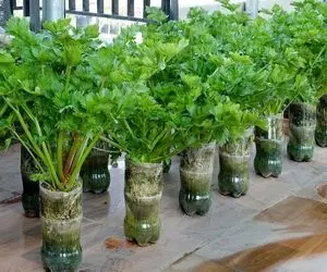 ایده های خلاقانه؛ باغچه نداری مهم نیست جاش تو بطری های پلاستیکی آب معدنی کرفس بکار