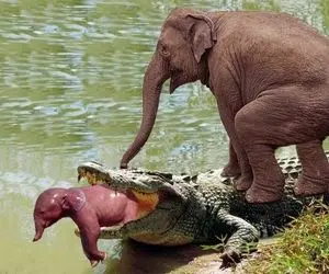 دیدنی های حیات وحش؛ فیل مادر با اون وزنش پرید کمر کروکودیل تا بچه اش فرار کنه