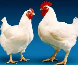 قیمت مرغ زنده امروز شنبه 18 بهمن 99