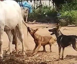 از جذابیت های حیات وحش؛ وقتی حیوانات وحشی با ابله بازی هاشون کلی سوزه خنده میشن