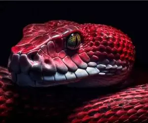 عجایب حیات وحش/ راز وحشتناک مار پایتون که تو دهنش خنجر داره