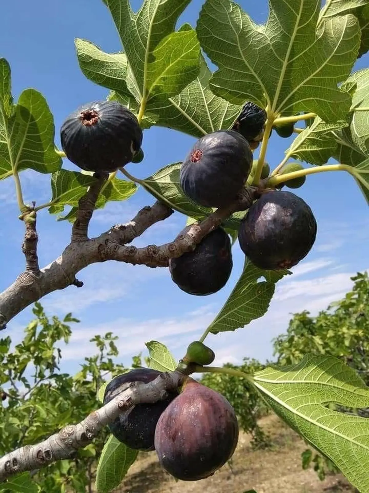 قلمه زنی انجیر در خانه