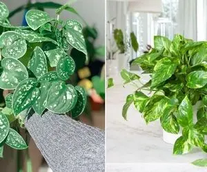 حیفه این برگ قلبیای دلبر نیست برگاشون سیاه بشه؟ پتوس اینجوری تیره میشه به دادش برس