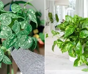 حیفه این برگ قلبیای دلبر نیست برگاشون سیاه بشه؟ پتوس اینجوری تیره میشه به دادش برس