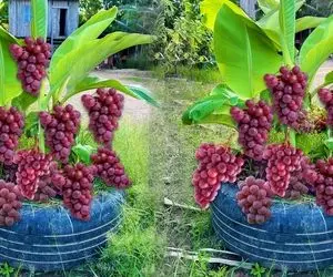 کشاورزی نوین؛ انگور رو با تخم مرغ قاطی کردن کاشتن حالا هر خوشش 100 تا انگور داده