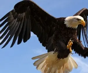 از جذابیت های حیات وحش؛ عقاب طعمکار که میخواست مرغ لاری رو شکار کنه از ترس چشاش گرد شد