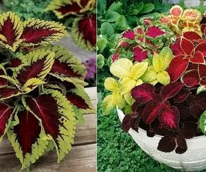 علت زرد شدن برگ های حسن یوسف؛ این خوشگل از قدیم مهمون خونه هامون بوده