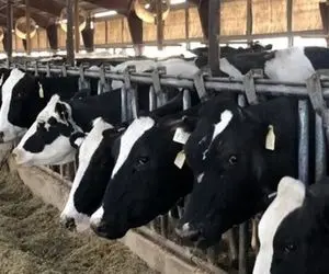 قاچاق دام به دلیل بالا رفتن قیمت تمام شده گوشت قرمز