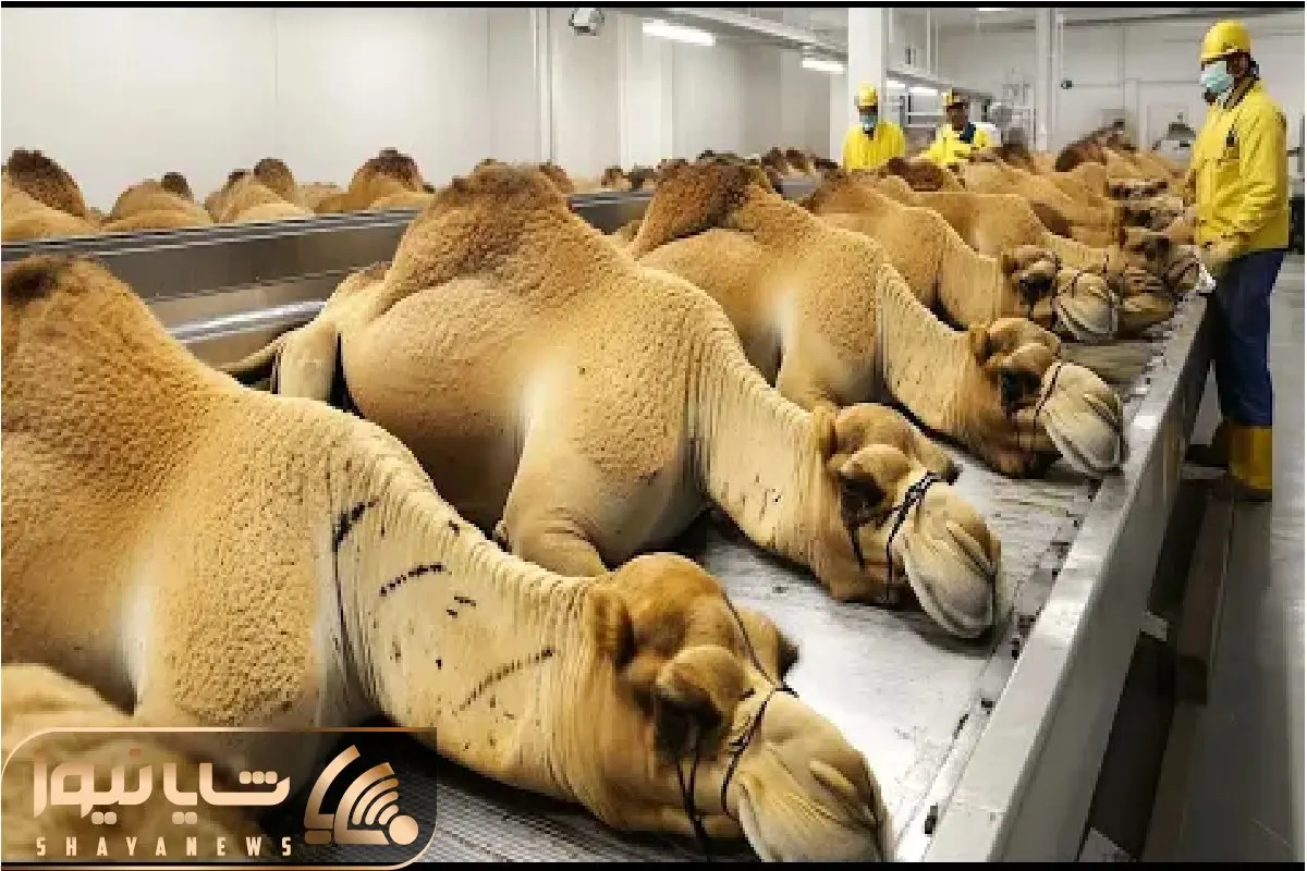 فرآوری شتر؛ بعد سال ها بهره کشی از شتر میبرن سلاخ خونه چرخش میکنن سوسیس شه