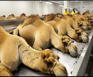 فرآوری شتر؛ بعد سال ها بهره کشی از شتر میبرن سلاخ خونه چرخش میکنن سوسیس شه