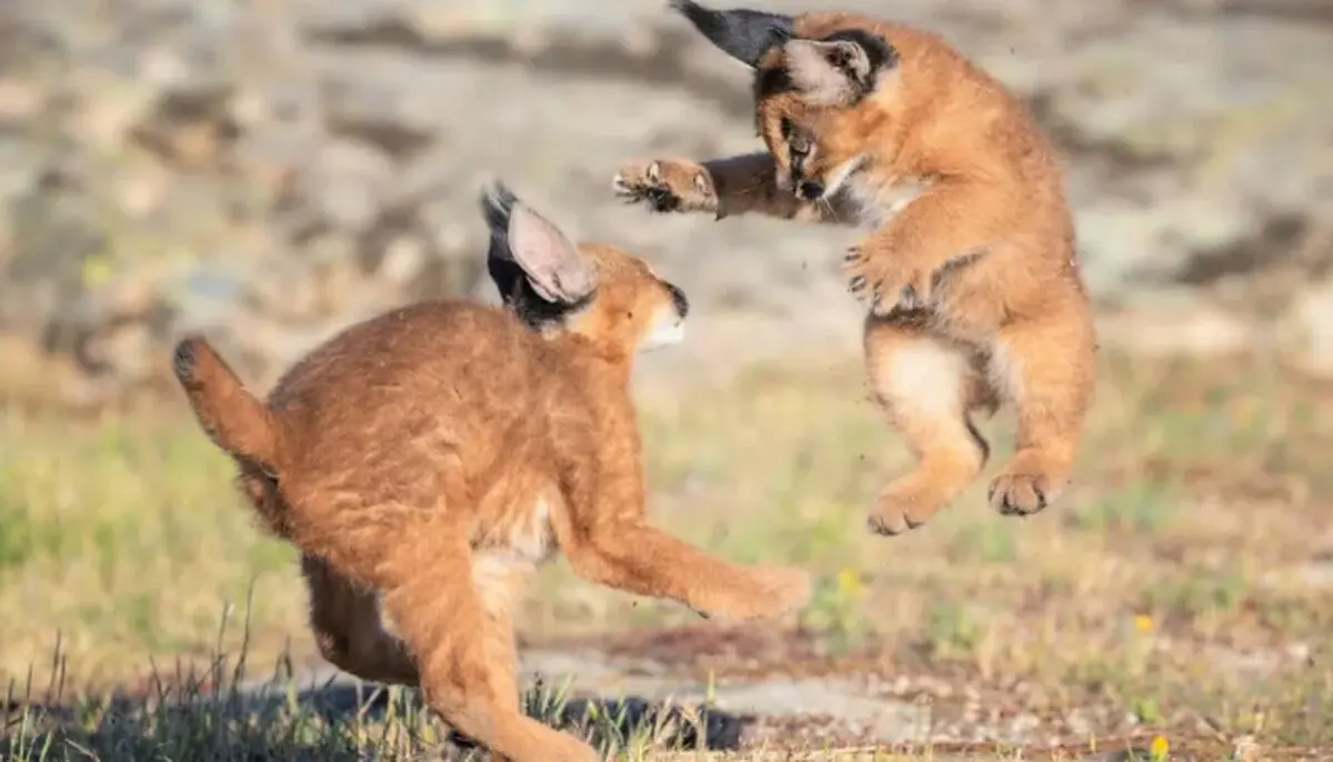 Cute Caracal