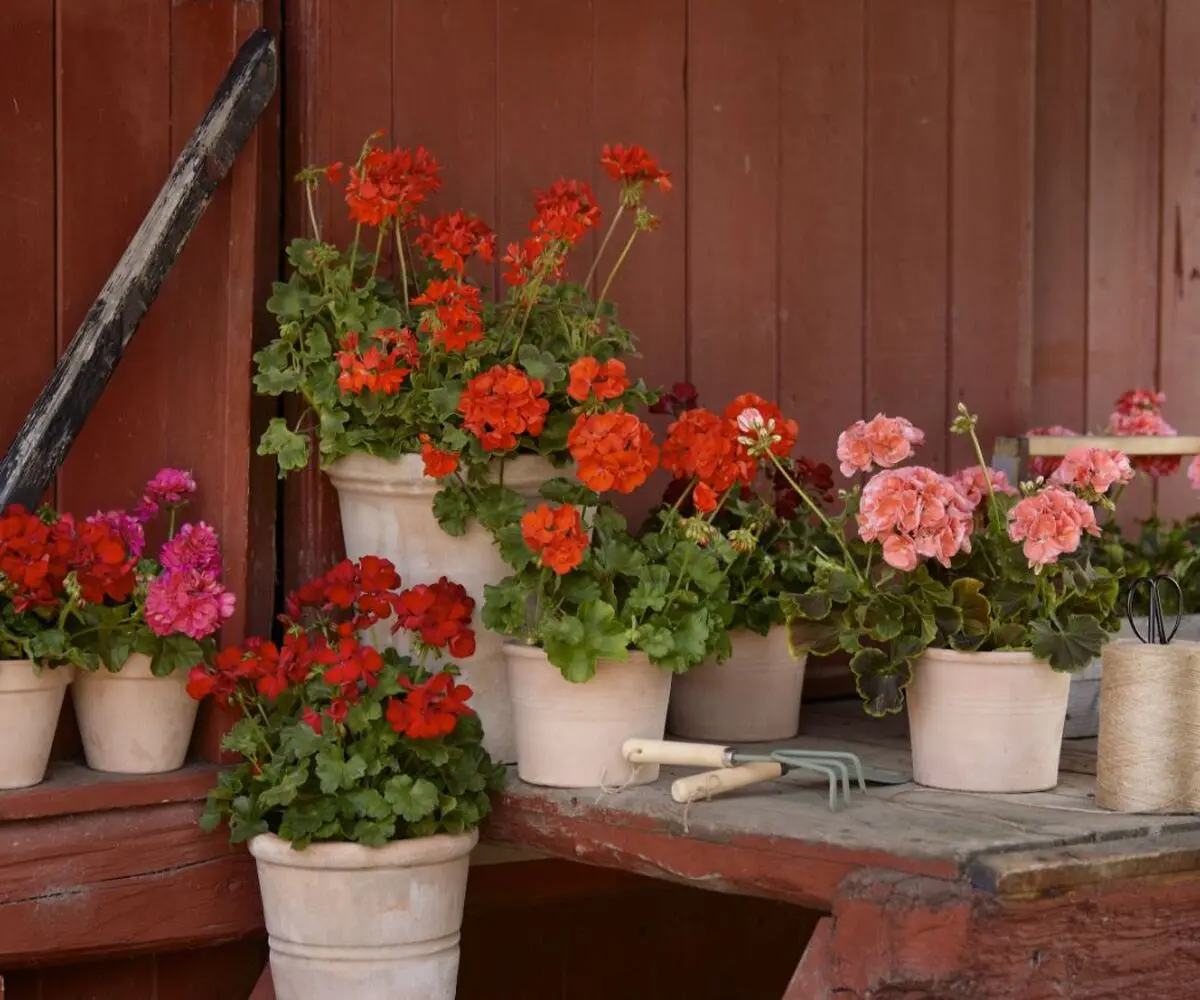 Geraniums-1