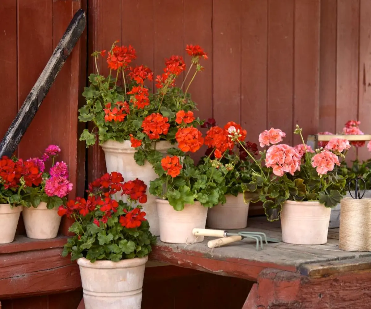Geraniums-1