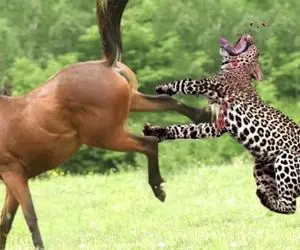 مستند حیات ‌وحش؛ حیواناتی که شکارچی را کوچک شماردند