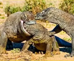 جذابیت حیات وحش / کومودو دشمن‌تراش بالفطره حتی به قوم خودش رحم نمی‌کند