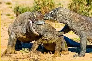 جذابیت حیات وحش / کومودو دشمن‌تراش بالفطره حتی به قوم خودش رحم نمی‌کند