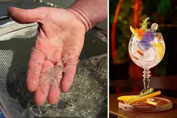 نوشیدنی رقصان؛ شربتی حاوی ماهی کوچولوی زنده که بعد از ماچا ترند شد