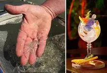 نوشیدنی رقصان؛ شربتی حاوی ماهی کوچولوی زنده که بعد از ماچا ترند شد