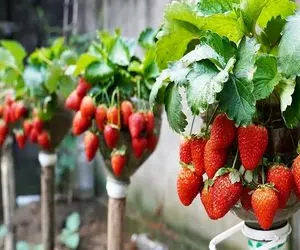 کشاورزی نوین؛ توت فرنگی با روش من درآوردی پیوند زدن جوری بار داد واج موندن